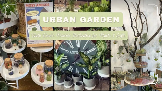 Urban Garden: Santa Rosa's Premier Destination for Plants & Gifts