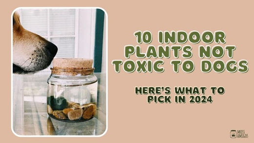 Indoor Plants Not Toxic to Dogs? The Best Options to Choose