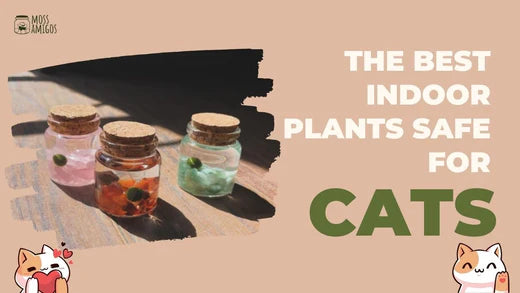 The Best Indoor Plants Safe for Cats: Top Picks You’ll Love
