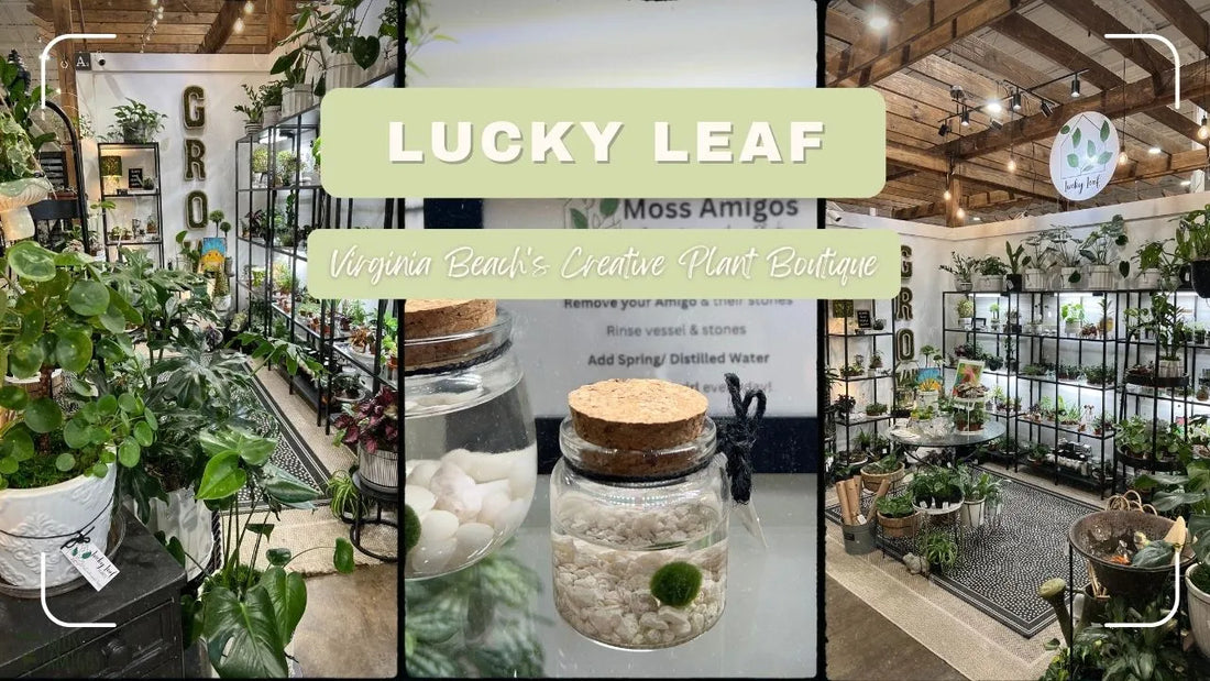 Lucky Leaf: Virginia Beach's Creative Plant Boutique