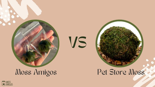 Moss Amigos vs. Pet Store Moss: An In-Depth Comparison