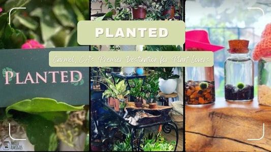 Planted: Carmel's Premier Destination for Plant Lovers