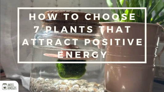 How to Choose 7 Plants That Attract Positive Energy