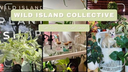 Wild Island Collective: San Diego's Eco Plant Haven