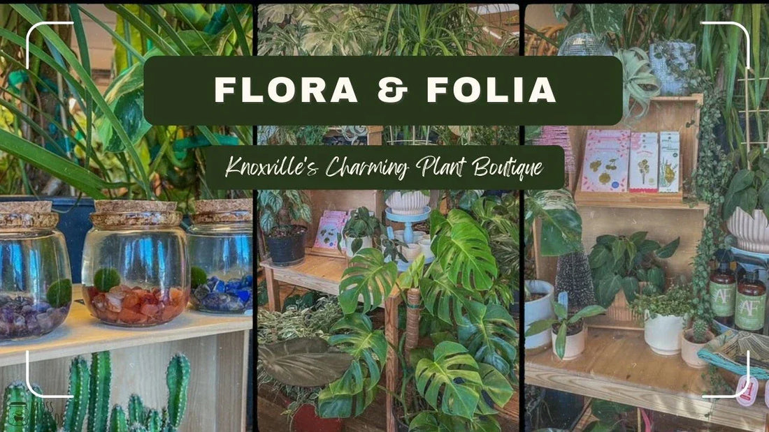Flora & Folia: Knoxville's Charming Plant Boutique