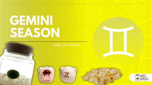 Gemini Season with Moss Amigos: Energy, Growth & Connection