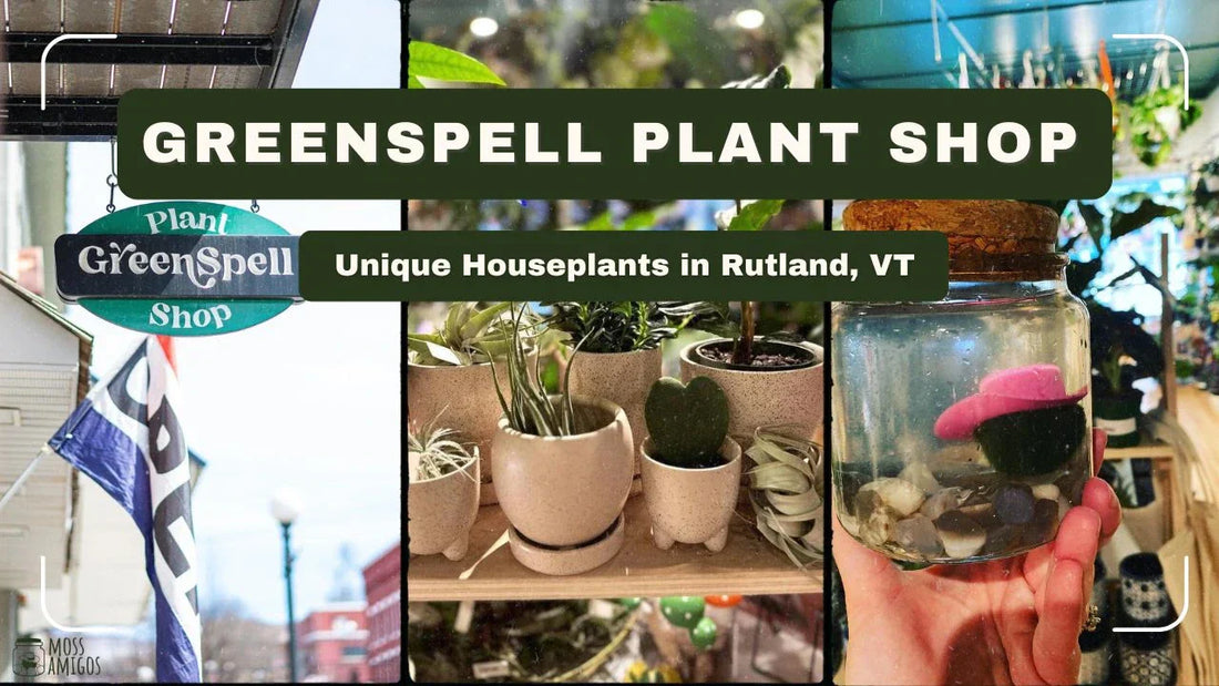 GreenSpell Plant Shop: Unique Houseplants in Rutland, VT