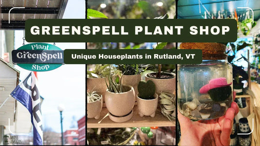 GreenSpell Plant Shop: Unique Houseplants in Rutland, VT