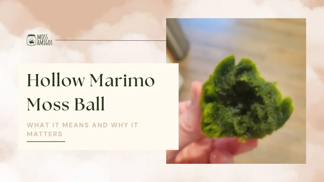 What a Hollow Marimo Moss Ball Means for You