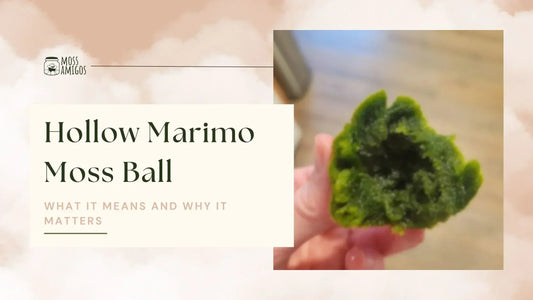 What a Hollow Marimo Moss Ball Means for You