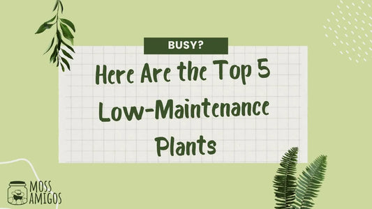 Busy? Here Are the Top 5 Low-Maintenance Plants