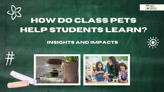 How Do Class Pets Help Students Learn? Insights and Impacts