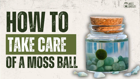How to Care for a Marimo Moss Ball: The Ultimate Guide