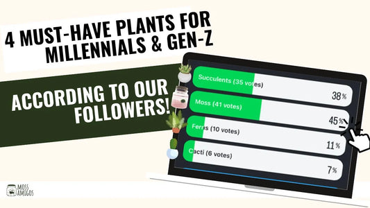 4 Must-Have Plants for Millennials & Gen-Z According To Our Flowers!