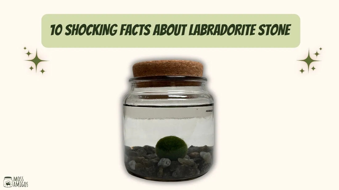 10 Shocking Facts About Labradorite Stone (#2 Will Wow You)