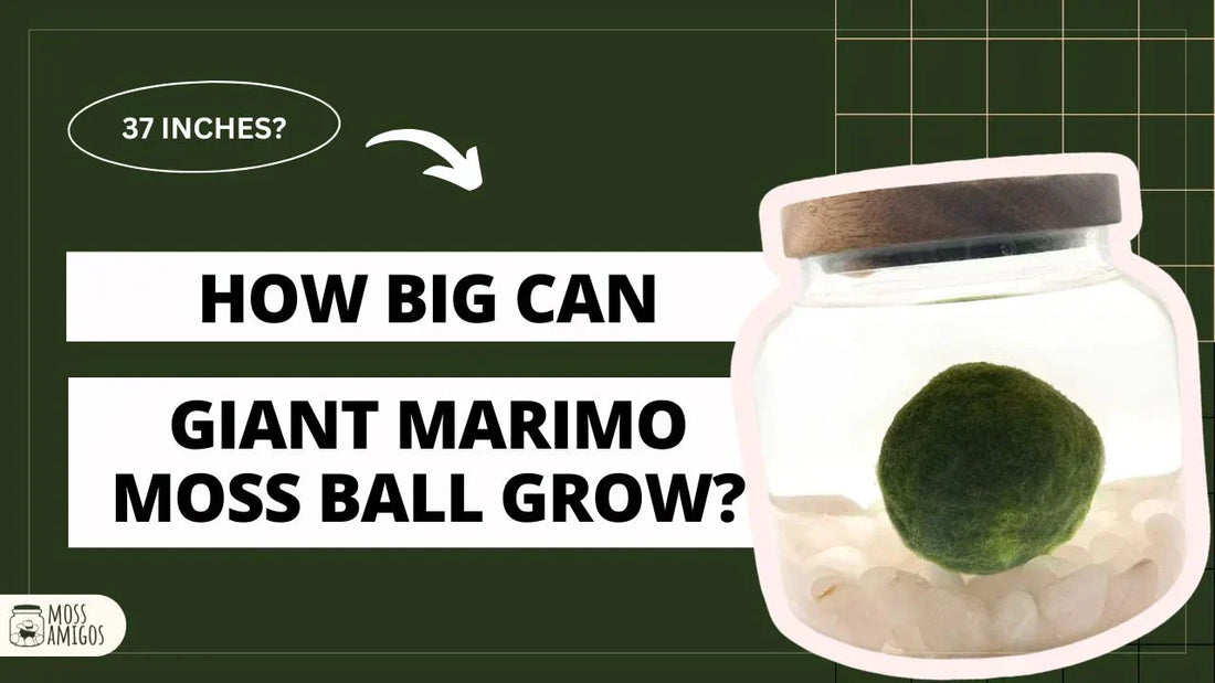 Large Moss Balls Growth: Facts, Tips, and Surprising Sizes