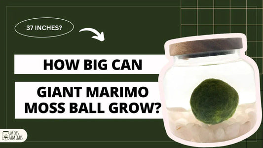 Large Moss Balls Growth: Facts, Tips, and Surprising Sizes