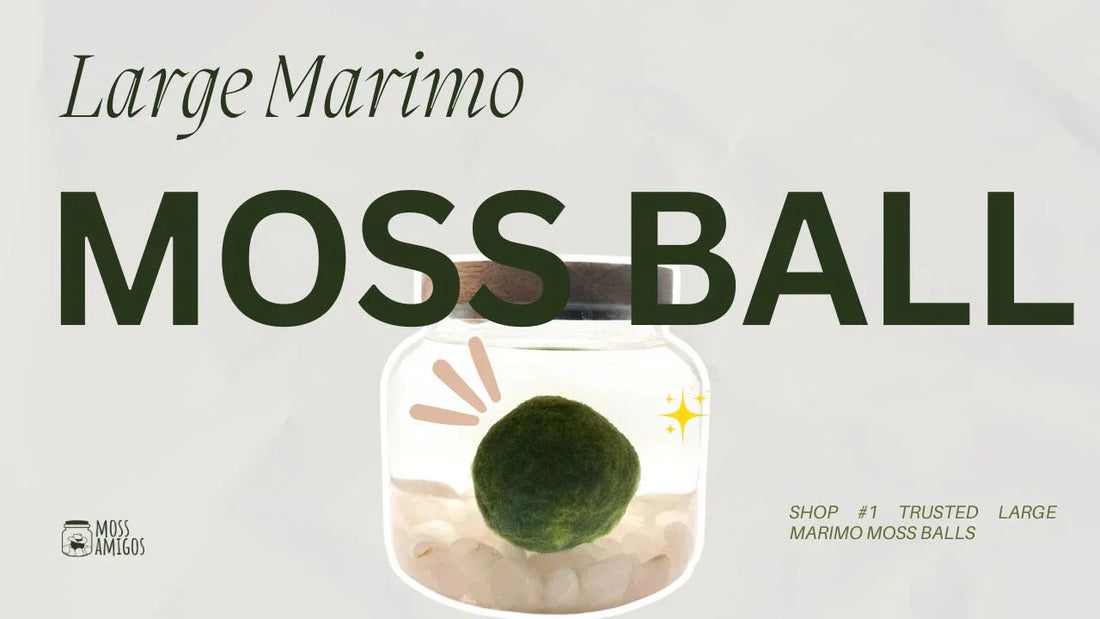 Large Marimo Moss Ball for Sale: Real Size, Real Satisfaction