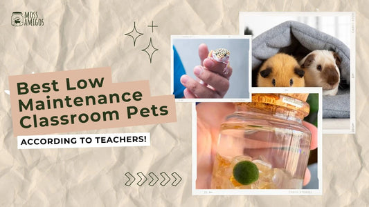 Best Low Maintenance Classroom Pets, According to Teachers!