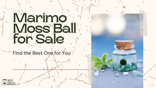 Marimo Moss Ball for Sale: Find the Best One for You