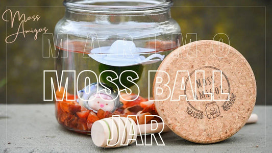 Marimo Moss Ball Jar: The Best Jars for a Stunning Display