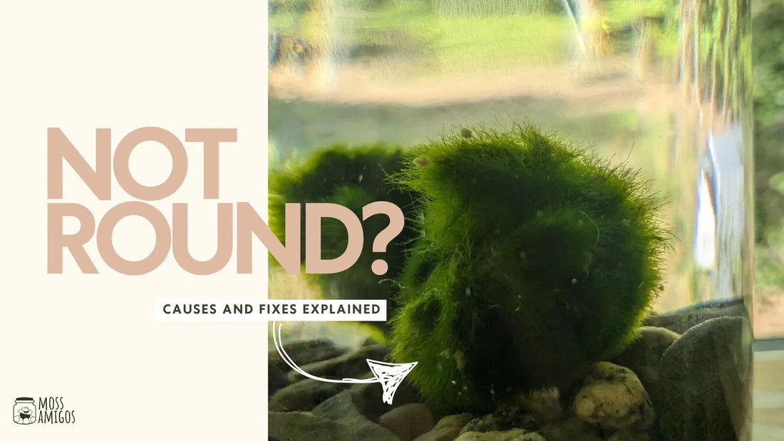 Is Your Marimo Moss Ball Not Round? Here’s the Deal