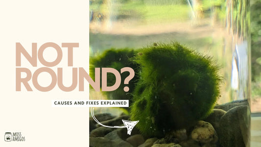 Is Your Marimo Moss Ball Not Round? Here’s the Deal