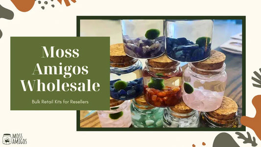 Marimo Moss Ball Wholesale: Bulk Retail Kits for Resellers