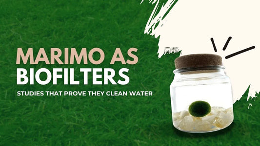 Marimo as Biofilters: Studies That Prove They Clean Water
