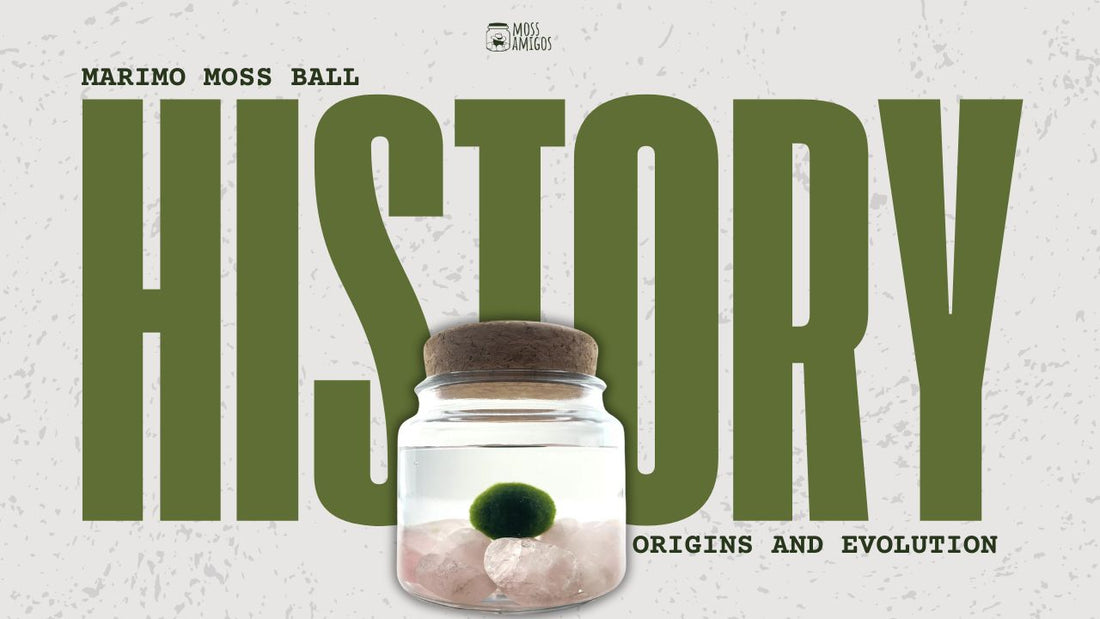 The Unique History of Marimo Moss Ball