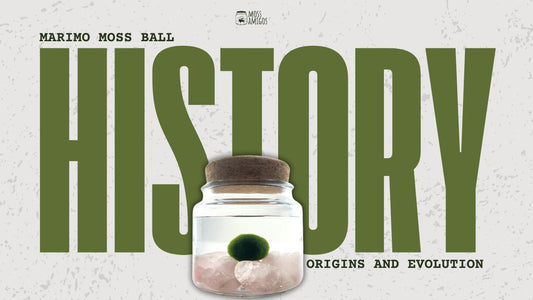 The Unique History of Marimo Moss Ball