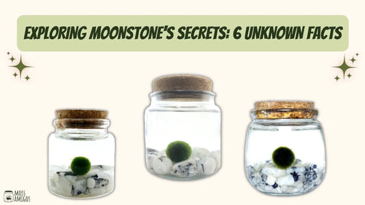 Exploring Moonstone’s Secrets: 6 Facts You Didn’t Know