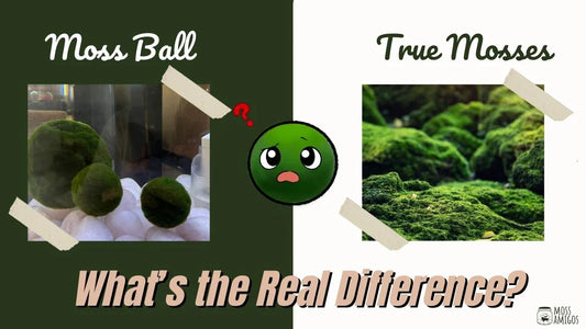 Moss Ball vs. Moss: What’s the Real Difference?