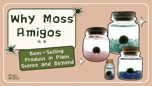 Why Moss Amigos is a Best-Selling Product in Plant Stores and Beyond