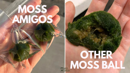 Moss Balls with Heart: The Secret of our Buoyancy Kernel Tech