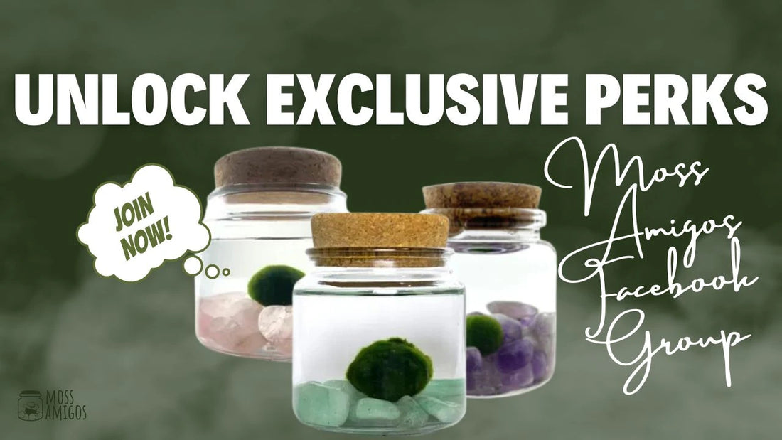 Unlock Exclusive Perks in Our Moss Amigos Facebook Group!