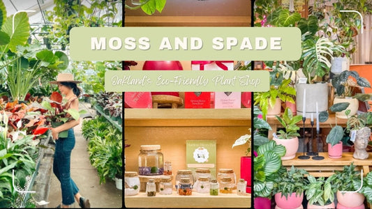 Moss and Spade: Oakland’s Eco-Friendly Plant Shop