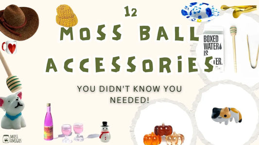 12 Moss Ball Accessories You Didn't Know You Needed!