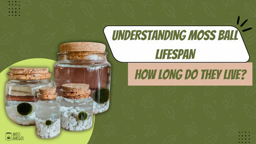 Understanding Moss Ball Lifespan: How Long Do They Live?