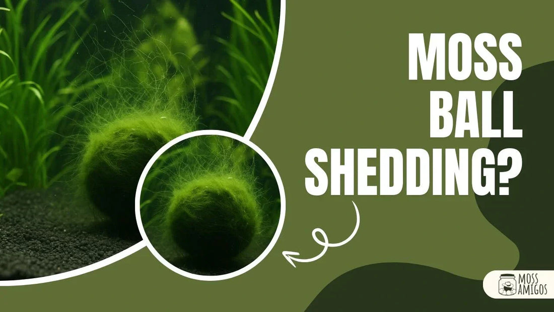 Why Is My Marimo Moss Ball Shedding? Let’s Learn Why