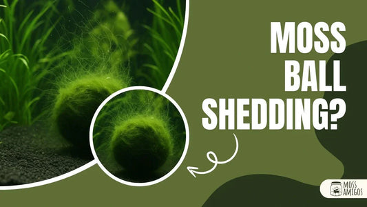 Why Is My Marimo Moss Ball Shedding? Let’s Learn Why