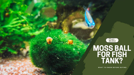 Thinking of a Moss Ball Plant for Fish Tank Use? Read This First