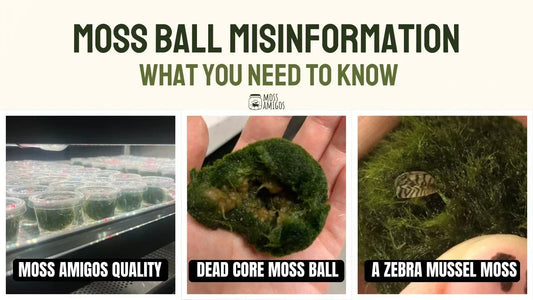 Moss Ball Misinformation: What You Need to Know