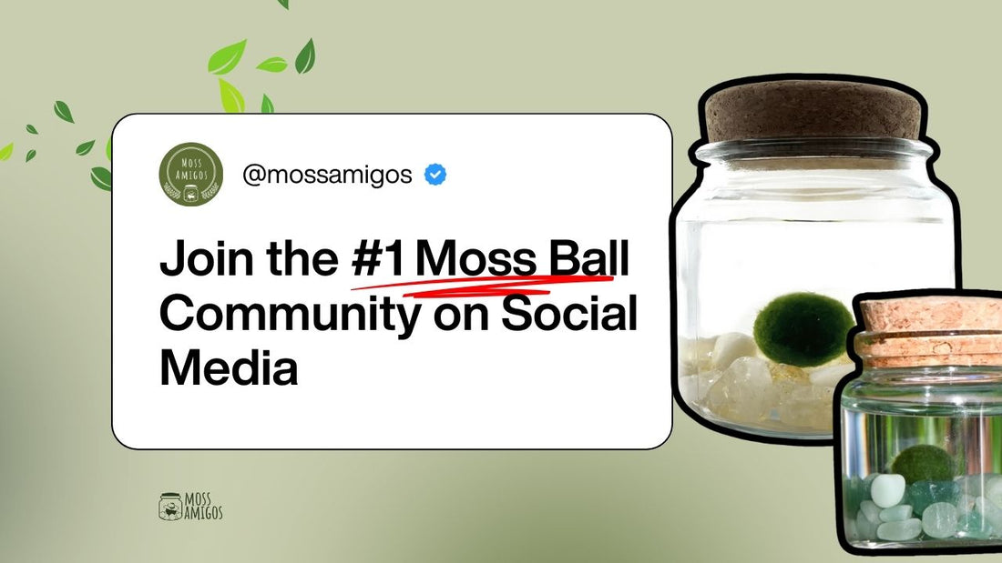 Why Moss Amigos is the #1 Moss Ball Company on Social Media