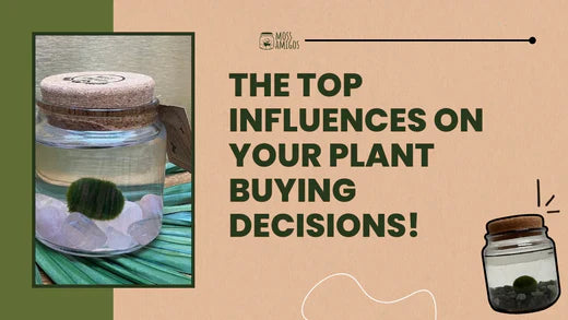 Revealed: The Top Influences on Your Plant Buying Decisions!
