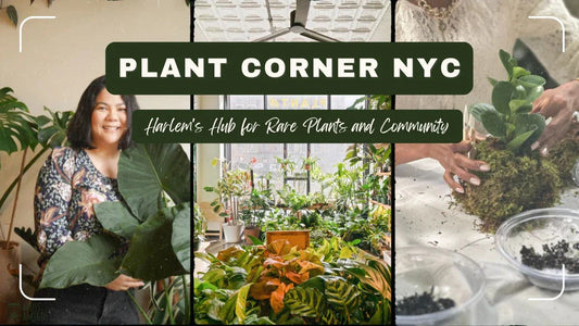 Plant Corner NYC: Harlem's Hub for Rare Plants and Community