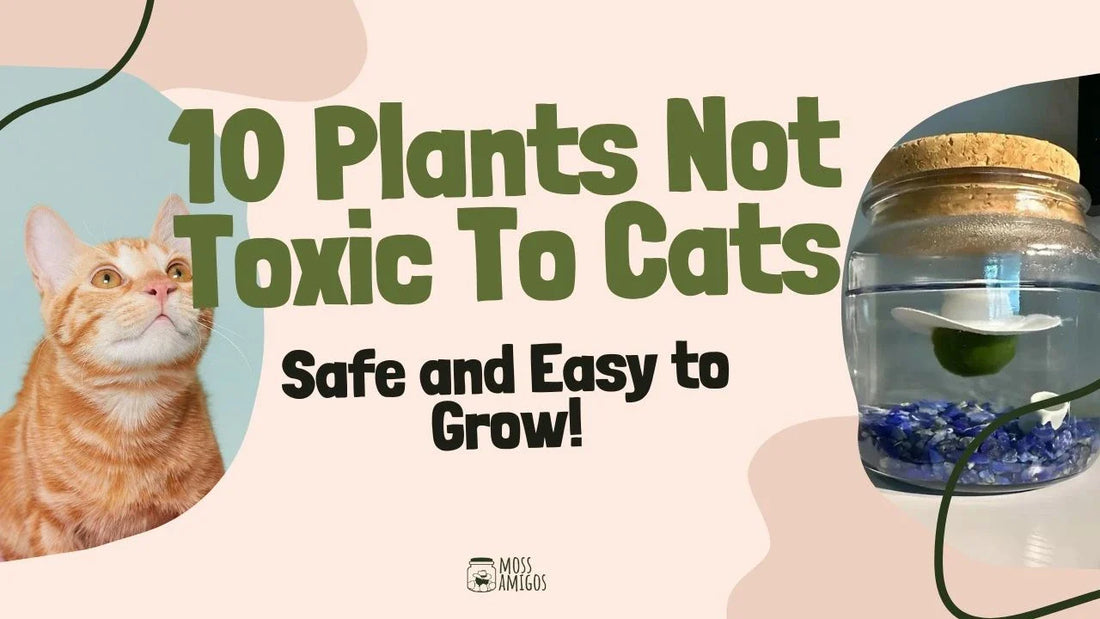 10 Plants Not Toxic To Cats: Safe and Easy to Grow!