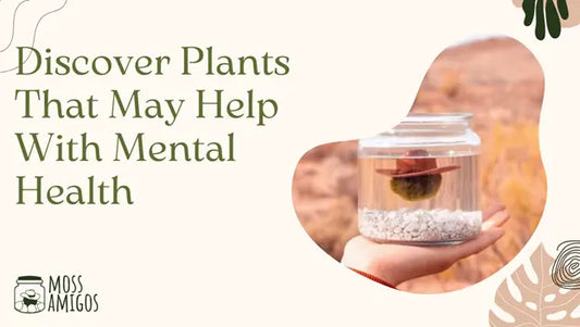 Discover Plants That May Help With Mental Health