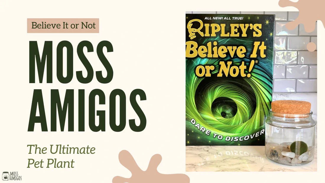 Believe It or Not: Moss Amigos – The Ultimate Pet Plant