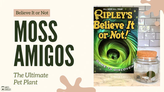 Believe It or Not: Moss Amigos – The Ultimate Pet Plant